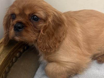 IKC Cavalier King Charles Spaniel puppies in Sligo