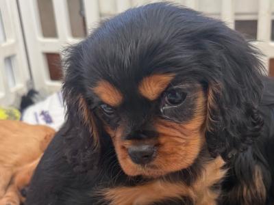 IKC Cavalier King Charles Spaniel puppies in Sligo
