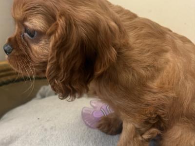 IKC Cavalier King Charles Spaniel puppies in Sligo
