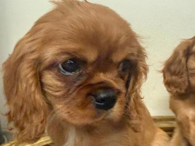 IKC Cavalier King Charles Spaniel puppies in Sligo