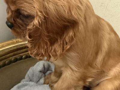 IKC Cavalier King Charles Spaniel puppies in Sligo