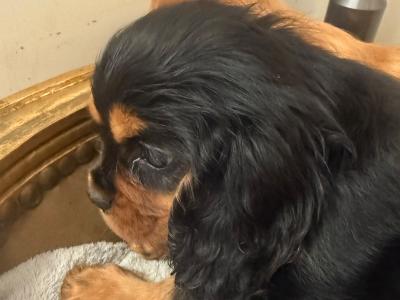 IKC Registered Cavalier King Charles Spaniel puppies in Sligo