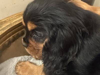 IKC Cavalier King Charles Spaniel puppies in Sligo