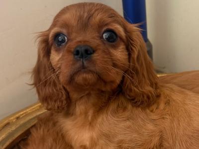 IKC Cavalier King Charles Spaniel puppies in Sligo