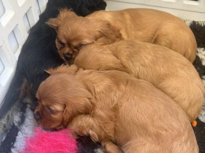 IKC Cavalier King Charles Spaniel puppies in Sligo