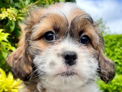 Stunning litter of Malshi Puppies available in Cavan