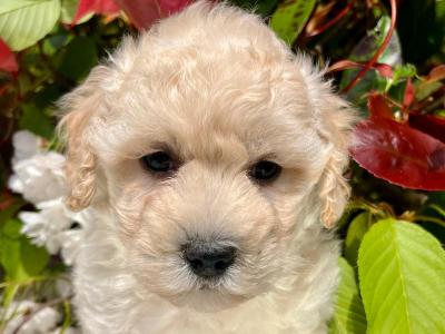 Stunning litter of Malshi puppies available in Cavan