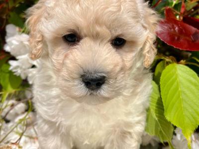 Stunning litter of Malshi Puppies available in Cavan