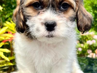 Stunning litter of Malshi Puppies available in Cavan
