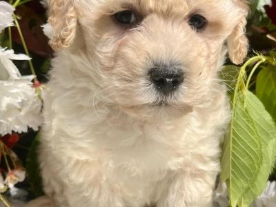 Stunning litter of Malshi Puppies available in Cavan