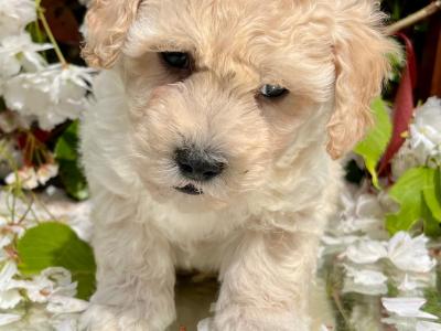 Stunning litter of Malshi Puppies available in Cavan