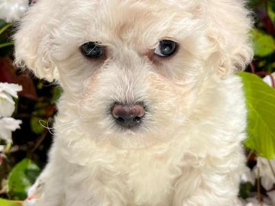 Stunning litter of Malshi Puppies available in Cavan
