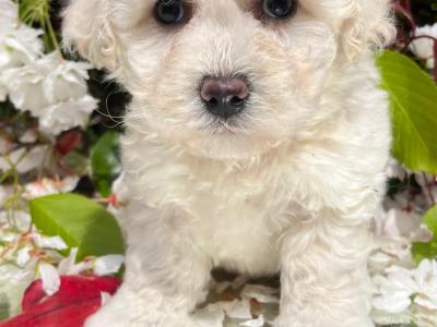 Stunning litter of Malshi Puppies available in Cavan