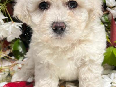 Stunning litter of Malshi Puppies available in Cavan