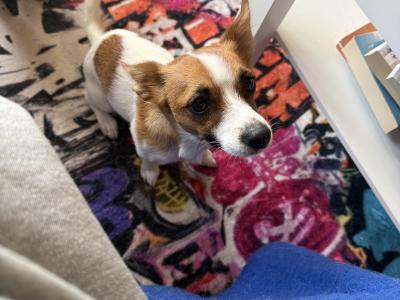 Purebred female Jack Russell in Dublin