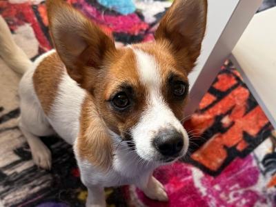Purebred female Jack Russell in Dublin