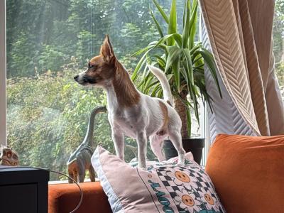 Purebred female Jack Russell in Dublin
