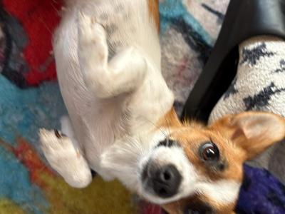 Purebred female Jack Russell in Dublin
