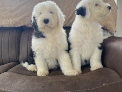 IKC Registered old English Sheepdog puppies in Longford