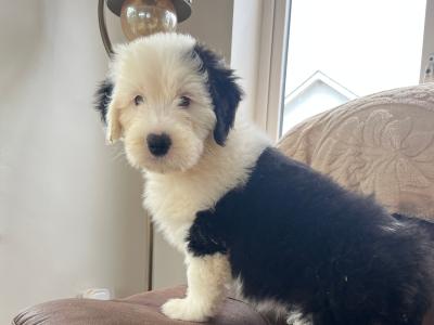 IKC Registered old English Sheepdog puppies in Longford