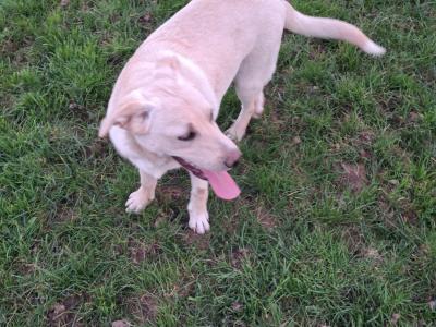 male Lab x Australian Sheepdog in Cork