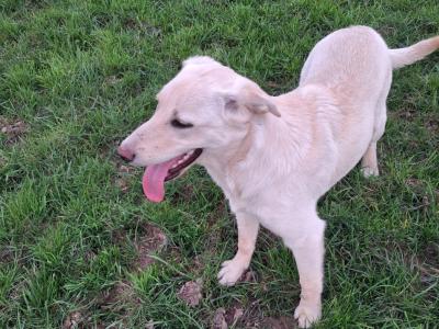 male Lab x Australian Sheepdog in Cork