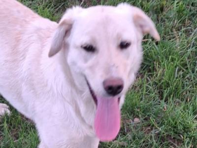 male Lab x Australian Sheepdog in Cork