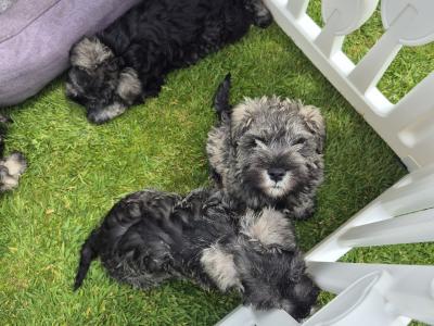 All reserved!!! Miniature Schnauzer puppies (parents Health Tested & Clear)