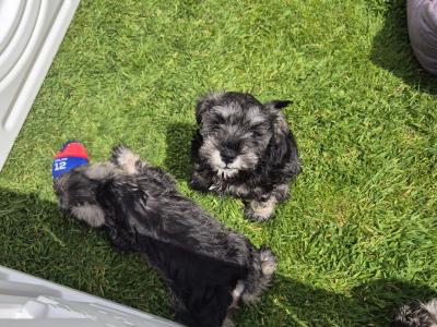 All reserved!!! Miniature Schnauzer puppies (parents Health Tested & Clear)