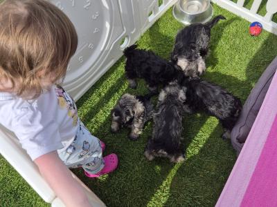 All reserved!!! Miniature Schnauzer puppies (parents Health Tested & Clear)