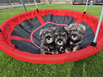 All reserved!!! Miniature Schnauzer puppies (parents Health Tested & Clear)
