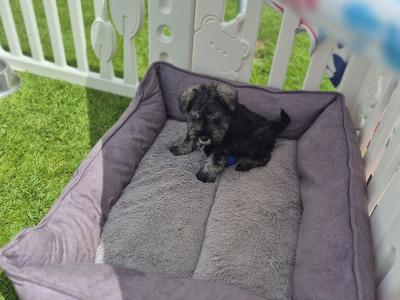 All reserved!!! Miniature Schnauzer puppies (parents Health Tested & Clear)