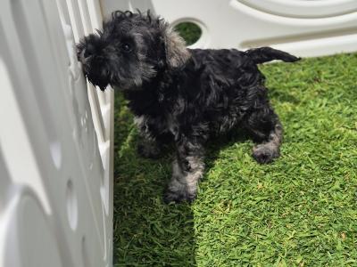All reserved!!! Miniature Schnauzer puppies (parents Health Tested & Clear)