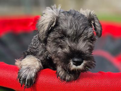 All reserved!!! Miniature Schnauzer puppies (parents Health Tested & Clear)