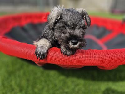 Miniature Schnauzer Puppies (parents Health Tested & Clear)