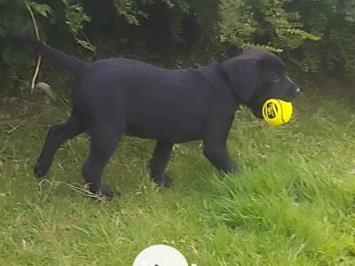 IKC Registered female Black Labrador puppies in Clare