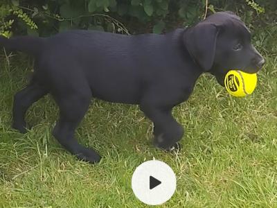 IKC Registered female Black Labrador puppies in Clare