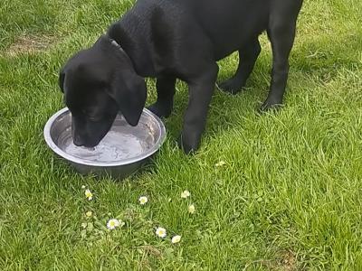 IKC Registered female Black Labrador puppies in Clare
