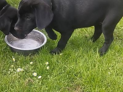 IKC Registered female Black Labrador puppies in Clare