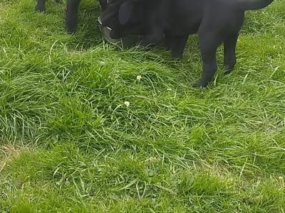 IKC Registered female Black Labrador puppies in Clare
