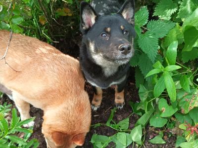 Mochi and Toshi Shiba Inu puppies 5 months old in Wexford