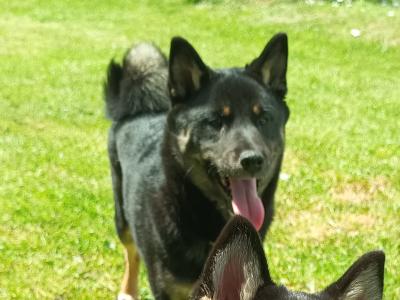 Mochi and Toshi are Shiba Inu puppies 5 months old in Wexford