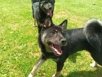Mochi and Toshi Shiba Inu puppies 5 months old in Wexford