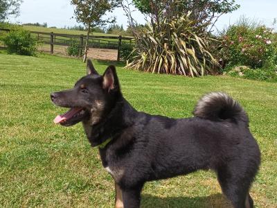 Mochi and Toshi are Shiba Inu puppies 5 months old in Wexford