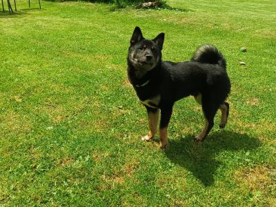 Mochi and Toshi are Shiba Inu puppies 5 months old in Wexford