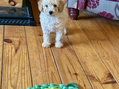 Fabulous Cockapoo puppies in Wexford