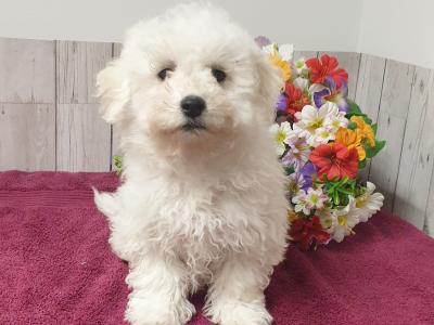 Vet checked, Child Friendly Maltichon puppy