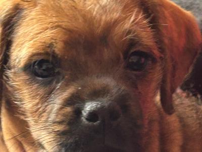 Pug x Cavapoo puppies in Kildare