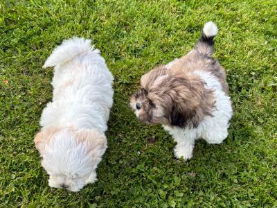 Adoreable Purebred Shih Tzu puppies in Clare