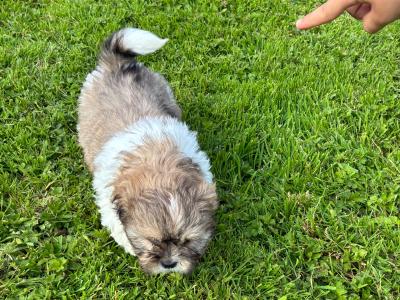 Adoreable Purebred Shih Tzu puppies in Clare